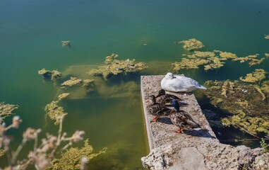 Poster - Black and white ducks sitting on a flat stone in a pond surrounded with moss