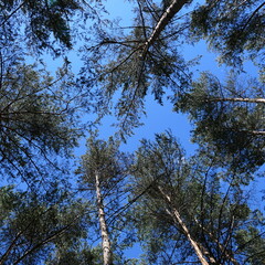 Wall Mural - trees and sky