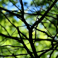 Wall Mural - tree branches against blue sky