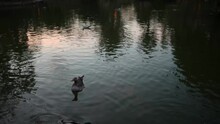 Ducks On The Lake In Parque Ciudadela, Barcelona
