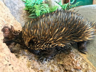 Closeup of an echidna in natural forest surrounding, Queensland Australia