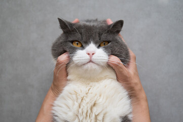 Sticker - Hands holding the face of british shorthair cat