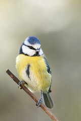 Sticker - Vertical shot of a bee-eater sitting on the tree branch