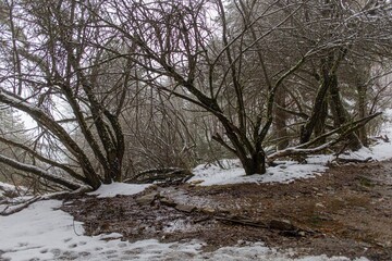 Sticker - Trees in the forest covered in snow during winter