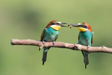 Poster - Colorful bee-eaters sharing food on the tree branch