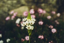 Selective Focus Of The White Ornithogalum Flower