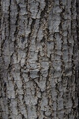 Canvas Print - Vertical shot of the texture of a tree bark