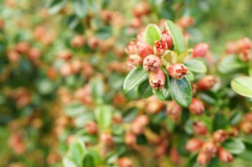 Sticker - Selective focus shot of a branch with red buds of a plant