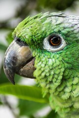 Sticker - Vertical closeup shot of a green budgie