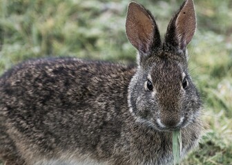 Poster - Cute rabbit eating grass in the garden