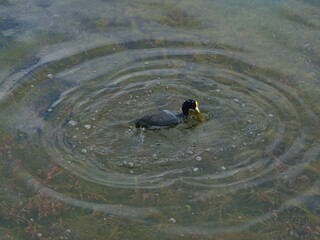 Poster - Black duck swimming in the shallow pond