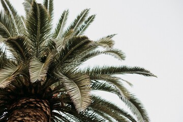 Wall Mural - Closeup shot of palm trees isolated on the cloudy sky background - perfect for wallpaper