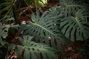 Sticker - Selective focus shot of monstera leaves - perfect for wallpaper