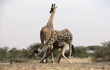 Giraffes (Giraffa Camelopardalis Peralta) Drinking At A Water Hole - Kenya.	
