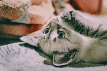 A white kitten with blue eyes plays; series