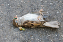 Dead Sparrow Fallen On The Pavement Near The Park