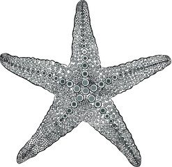 starfish black and white