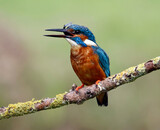 Fototapeta Zwierzęta - Male common kingfisher fishing