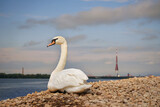 Fototapeta Do pokoju - swans on the riverside, view of Rigacity