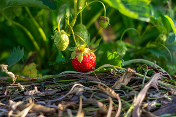Poster - Ripe berry of strawberry on a bed in the garden