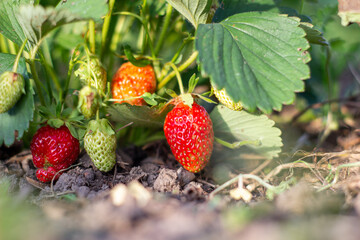 Poster - Ripe berry of strawberry on a bed in the garden