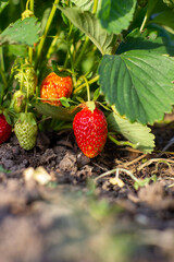 Poster - Ripe berry of strawberry on a bed in the garden