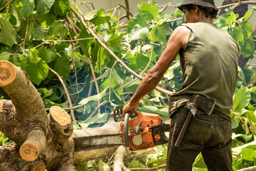 Wall Mural - Arborist cutting the log by chainsaw machine with sawdust splash around. Motion blurred of sawing chainsaw