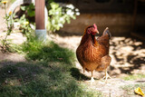 Fototapeta Lawenda - Hühner im Garten der Rasse Zwerg Welsumer