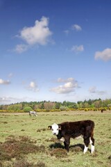 Wall Mural - Vertical shot of a caw in the open field with horses in the background in a summer day