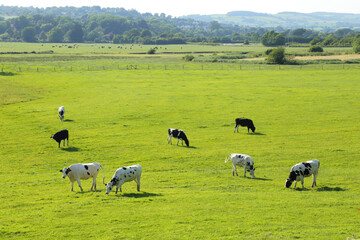 Wall Mural - Herd of Holstein Friesian cows