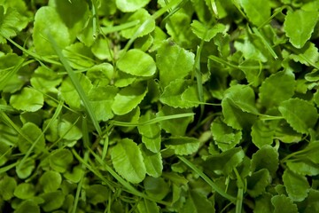 Sticker - Close-up shot of plant leaves growing in a garden