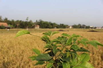 Sticker - Closeup shot of a young plant in grassland under the sunlight