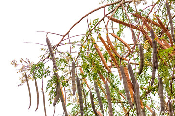 Wall Mural -  moringa oleifera, feuilles, fleurs et graines