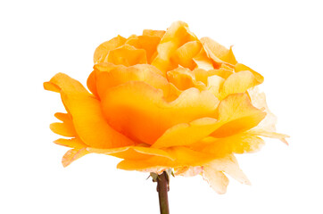 Poster - beautiful rose isolated