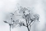 Fototapeta Kwiaty - Białe kwiaty - Jarzmianka