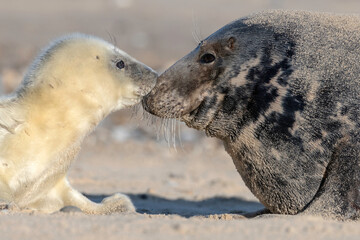 Atlantic Grey Seal - first contact pup and mom bonding