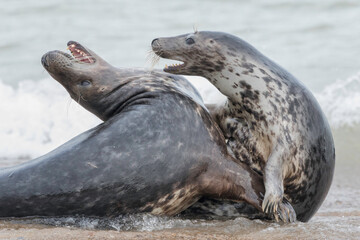 Wall Mural - Atlantic Grey Seal courting pair play fighting