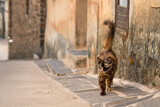 Fototapeta Pomosty - Gato negro y marr√≥n callejero pasea por un pueblo