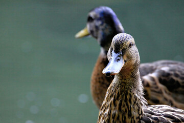 Canvas Print - Ducks