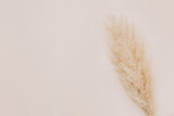 Fototapeta Boho - ears of wheat on white background