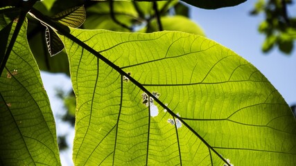 Poster - Selective focus shot of Terminalia catappa leaves with a blue sky background