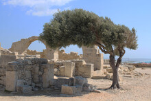 Olive Tree Against The Background Of Ancient Ruined Buildings, From Which Only Stones Remained