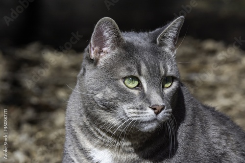 Fotografía Closeup shot of Sasha the cat roaming our backyard