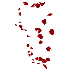 Wall Mural - Red rose petals fly in the air on a white background