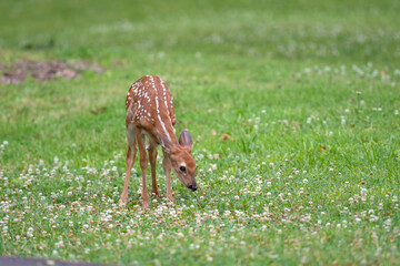 Wall Mural - White-tailed deer fawn in an open meadow