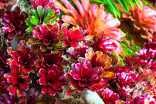 Close-up Of Multicolored Bromeliad
