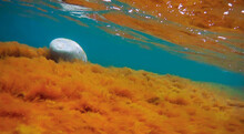 Underwater Rock Covered With Algae.