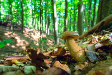 Boletus Edulis, Edible Mushroom In The Summer Forest