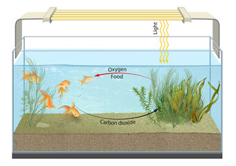 Fish metabolism in the aquarium. Metabolism is the set of life-sustaining chemical reactions in organisms 