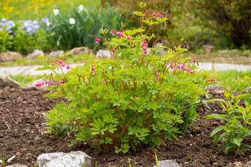 Bush With Flowers Of Dicentra (Lamprocapnos Spectabilis) In Garden In Spring.